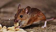 greenhouse-pest-control Experts in Boston